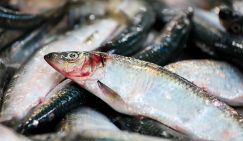 Белорусские рыбаки в ударе: За 2025 год они наловили селедки для России больше всех
