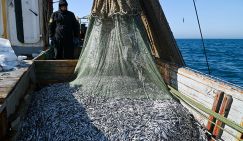 Рыба привычно подорожает, но под чиновничьи фанфары говорить об этом – себе дороже