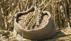 Голодомор made in Ukraine: терактами в Причерноморье Киев добивает мировой рынок зерна