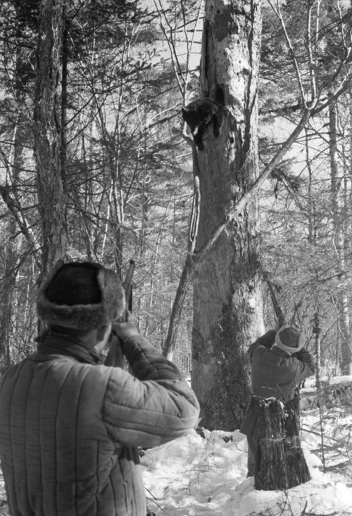 На фото: охота на бурого медведя на Дальнем Востоке.